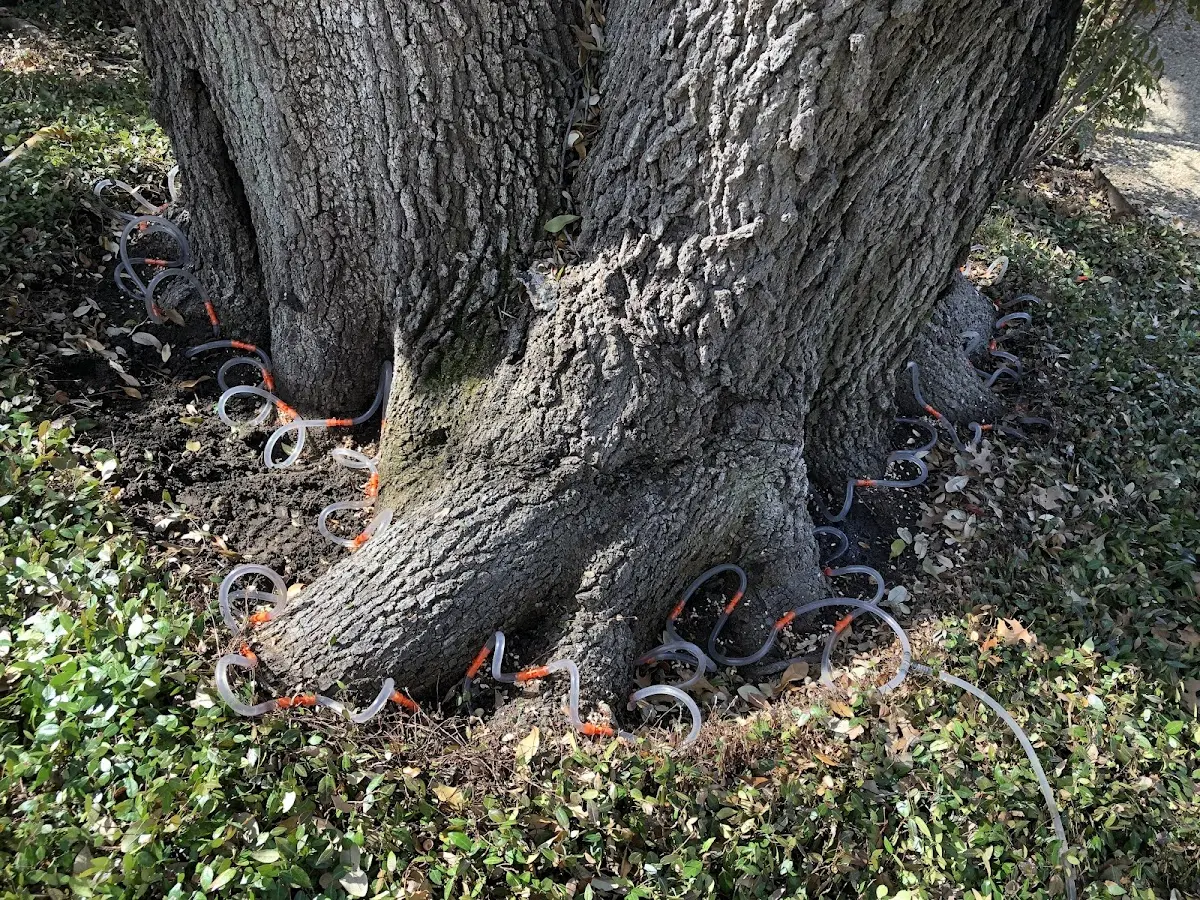 Detailed Tree Cabling and Bracing job site in Ohiowa