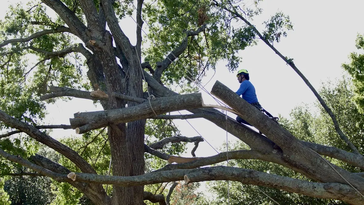 Professional Crown Thinning performed by certified arborists in Ohiowa