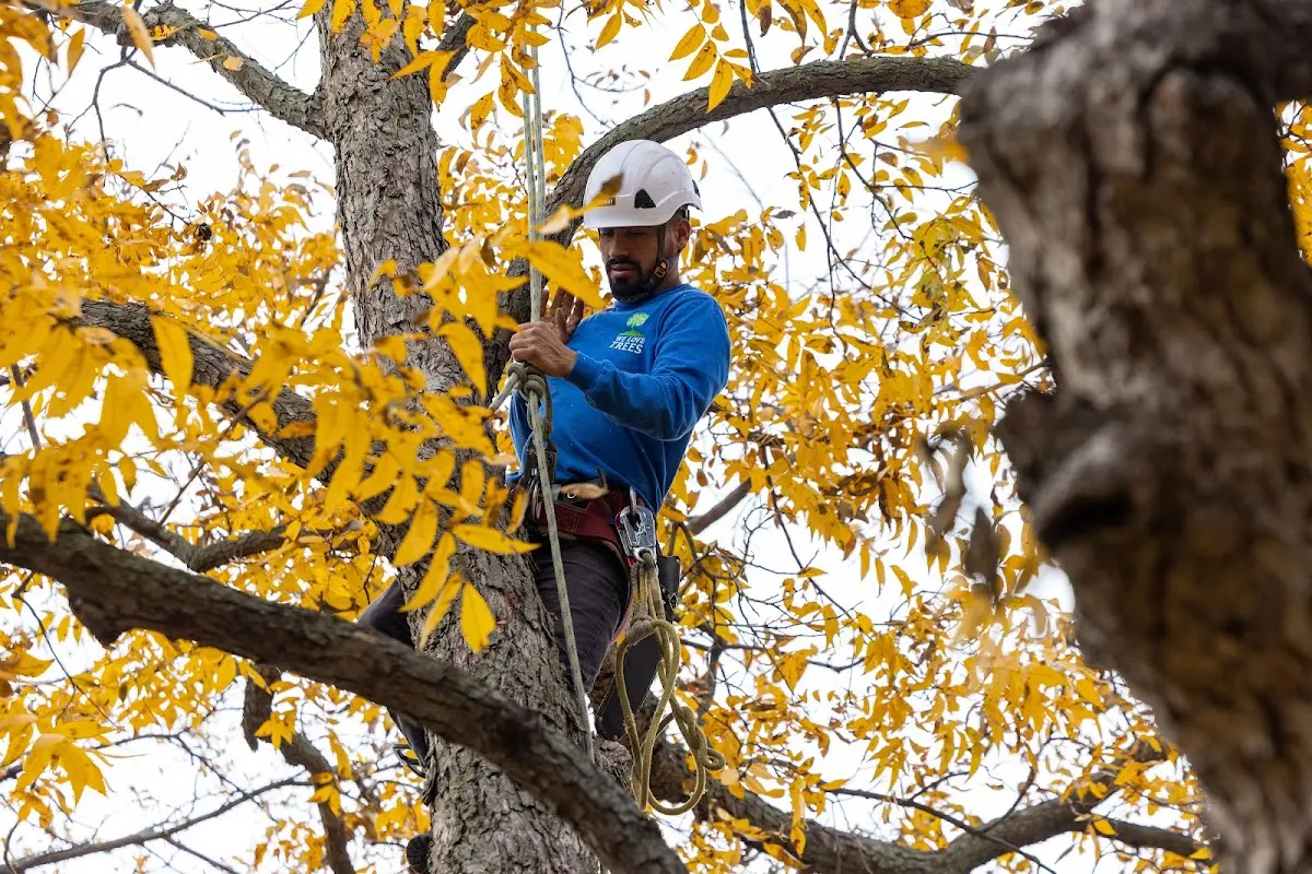 Skilled Tree Planing crew working in Ohiowa